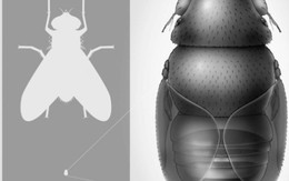 Thái Lan: phát hiện ruồi nhỏ nhất thế giới