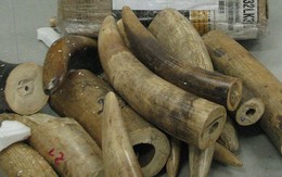 137kg ngà voi vận chuyển qua đường hàng không
