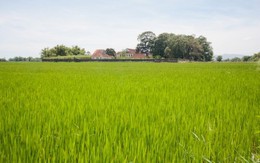 Làng Sông giữa đồng xanh