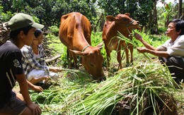 Gia tài của những người cha