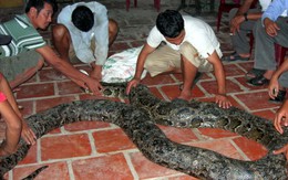 Cả ngàn người đi xem trăn nặng 80kg