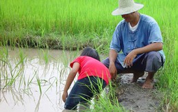 Nông dân Thái đòi xem lại chính sách trợ giá gạo