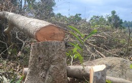 Phá rừng phòng hộ Đông Tiển
