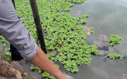 Hồ điều hòa Nguyễn Du bốc mùi hôi
