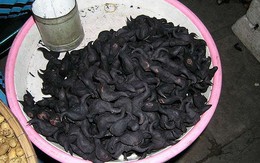 Nhớ mùa ấu quê nhà