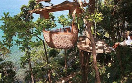 Nhà hàng "tổ chim"