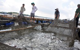 Trúng nước độc, cá bè chết hàng loạt