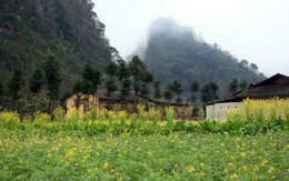 Cải cay Đồng Văn