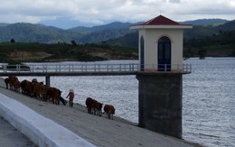Có hồ tưới, ruộng vẫn khô khát