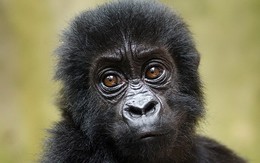 Cận cảnh bé khỉ mồ côi được giải cứu ở Congo