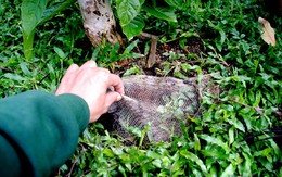 Trồng cây không gỡ bao bọc gốc