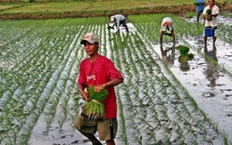 Philippines trồng lúa "lặn" trong nước