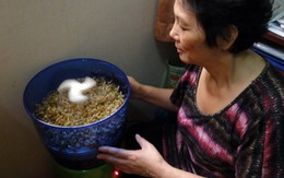 Rủ nhau trồng rau... bằng máy