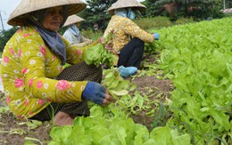 Rau tăng giá chóng mặt vì mưa