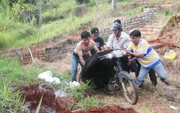 Tiêu hủy gấu ngựa bị chết ở trại Tuyền Lâm