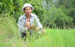 Sống vất vưởng trên đất của mình