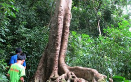 Rừng tình yêu