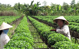 Hoa kiểng tết... chết đứng