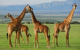 Tanzania mời nhà báo nước ngoài quảng bá du lịch
