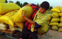 Giá lúa gạo bất ngờ giảm nhanh