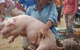 Nghề... ẵm heo