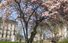 Genève, một ngày nắng