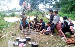 Sa Pa rét 8,5 độ, trâu bắt đầu đi sơ tán