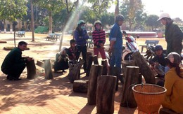 Công khai bán gỗ thủy tùng