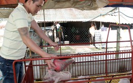 "Ngựa chứng" quay đầu