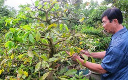 Hoa mai Huế nở sớm