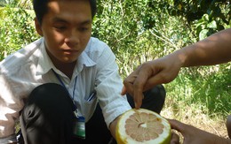 Sâu đục bưởi "gặm" tiền tỉ của nhà vườn