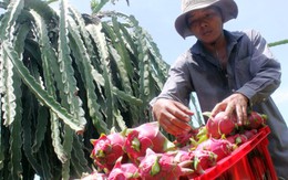 Bình Thuận: phó chủ tịch Hiệp hội Thanh long muốn ép giá thanh long?