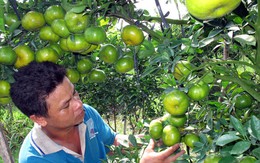 Trái cây tết hút hàng, giá cao