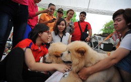 Ngày hội của những chú chó