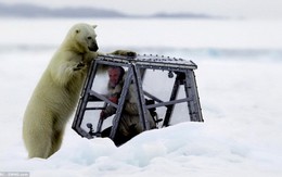 45 phút đáng sợ đối mặt hàm răng gấu Bắc cực