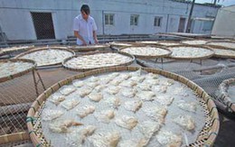Trung Quốc: 30% vây cá mập chứa thủy ngân quá liều