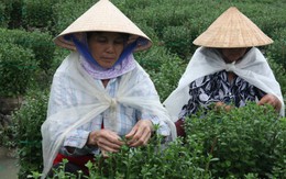 Mưa bão bất thường, người trồng hoa "lên ruột"