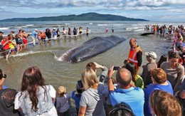 Cá nhà táng 40 tấn dạt vào bờ biển New Zealand