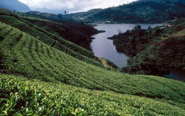 Sri Lanka: giọt lệ tươi xanh vùng Nam Á