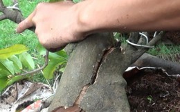 Mánh khóe làm mai "đểu"