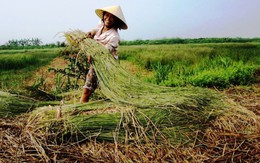 Sống nhờ phơi cói