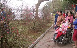 "Rừng đào" bên hồ Hoàn Kiếm