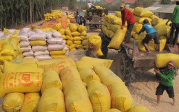 Từ 20-2: sẽ mua tạm trữ 1 triệu tấn gạo