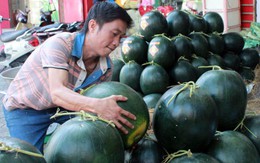Thích thú với dưa hấu "khủng" nặng 20kg