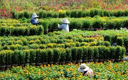 Hoa vạn thọ