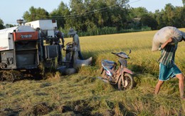 Nông dân mòn mỏi chờ bán lúa