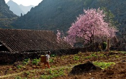 Biên giới ngàn hoa