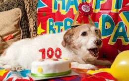 Chú chó thọ nhất nước Anh mừng sinh nhật 22 tuổi