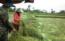 Luật hóa quy định bồi thường, hỗ trợ, tái định cư