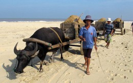 Sống nhờ con trâu